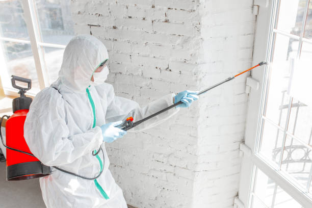 Best Black Mold Removal  in University Heights, IA