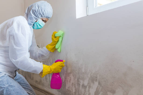 Best Mold Damage Restoration  in University Heights, IA